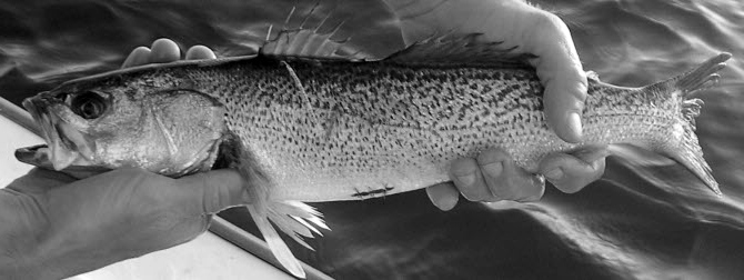 Cynoscion regalis_03.jpg